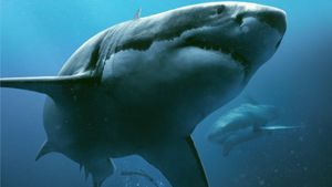 47 Meters Down's poster