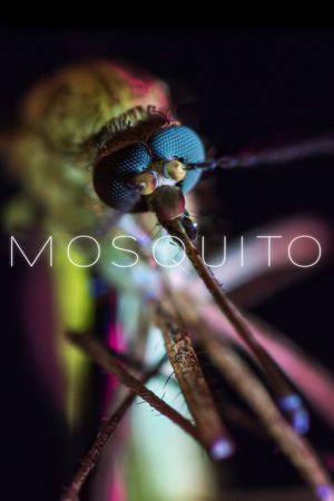 Mosquito's poster