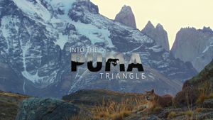 Into the Puma Triangle's poster