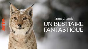 Transylvanie, un bestiaire fantastique's poster