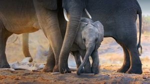 Elephant's poster