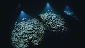 700 Sharks's poster