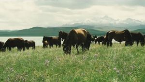 The Herdsman's poster