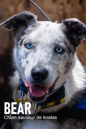 Bear, chien sauveur de koalas's poster