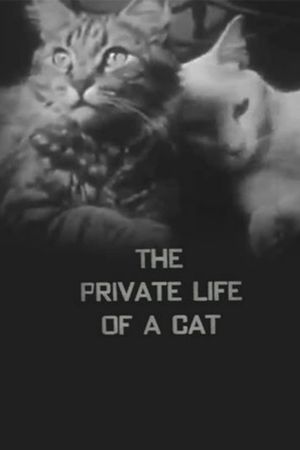 The Private Life of a Cat's poster