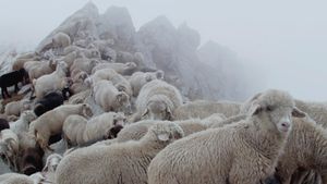 The Gold-Laden Sheep and the Sacred Mountain's poster