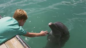 Dolphin Kick's poster