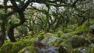 Sideworld: Haunted Forests of England's poster