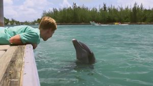 Dolphin Kick's poster