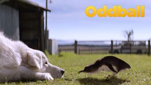 Oddball's poster