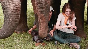 Love & Bananas: An Elephant Story's poster