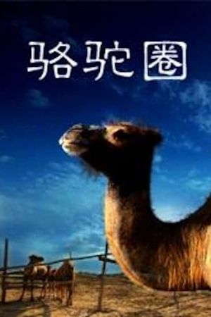 Camel Collar's poster