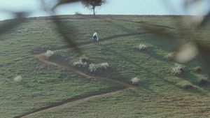 Through the Olive Trees's poster