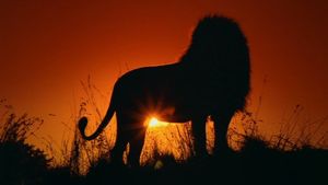 The Lion's poster