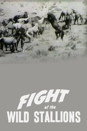 Fight of the Wild Stallions's poster