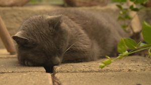 Wilde Miezen - Katzen allein unterwegs's poster