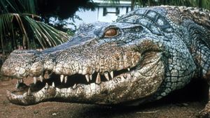 Crocodile 2: Death Swamp's poster