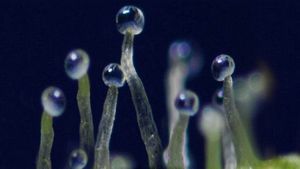 What If Cannabis Cured Cancer's poster