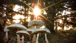 Know Your Mushrooms's poster