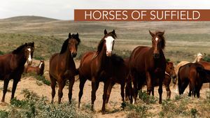 Horses of Suffield's poster