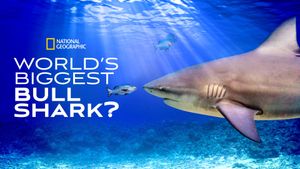 World's Biggest Bull Shark?'s poster