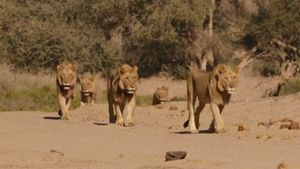 Vanishing Kings II - Desert Lion Legacy's poster